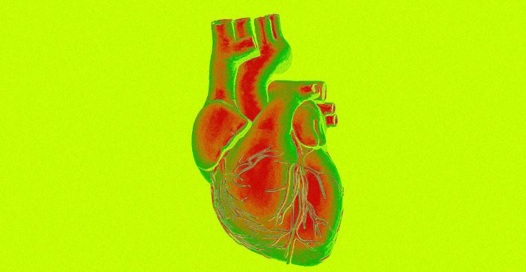 functional components of human heart functional components of human heart